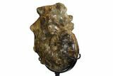 Cretaceous Ammonite (Mammites) With Metal Stand - Morocco #164214-2